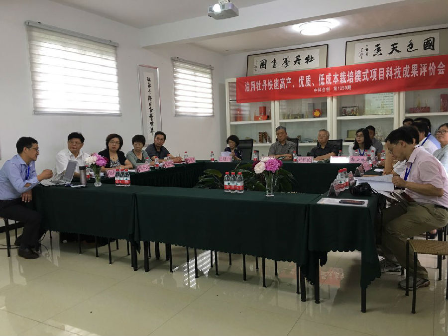 油用牡丹.jpg 油用牡丹.jpg